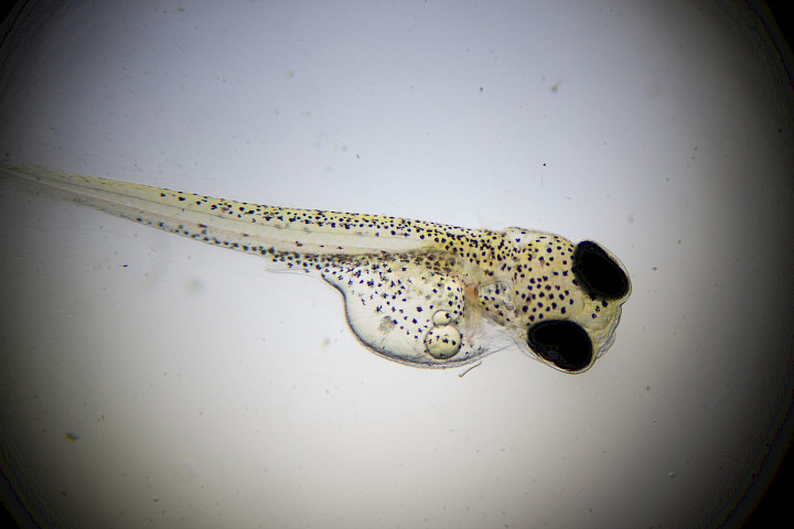 Stickleback larva