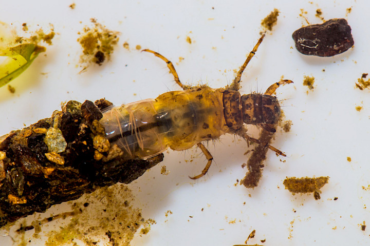 Caddis fly larva