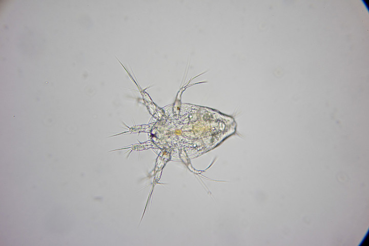 Juvenile Copepod, possibly Cyclops