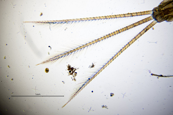 The tail of the mayfly larva, helpful in identifying the particular species.