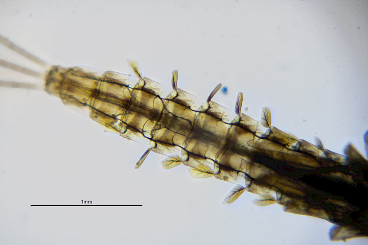 The abdomen of the mayfly showing the pairs of lungs each side of the body.