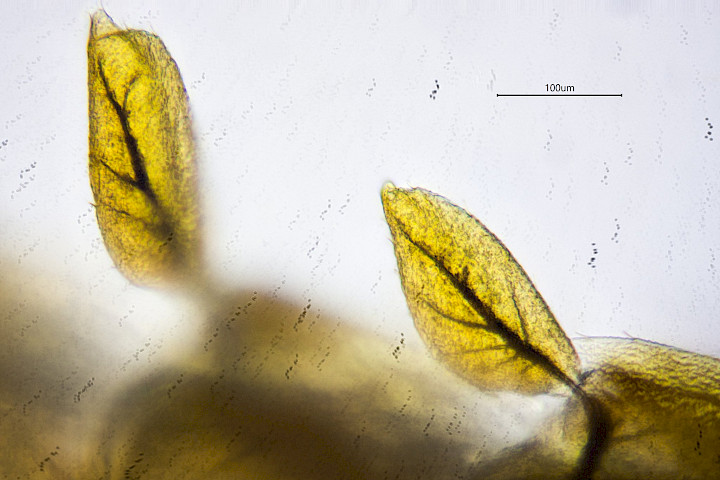 These are the lungs of the mayfly larva. These are found alongside each side of the body.