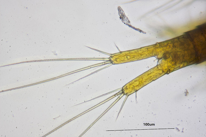 Abyssorum - for comparison (present in the loch)