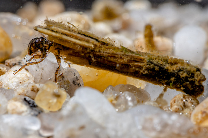 Caddis fly