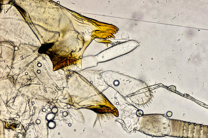 Labial palps